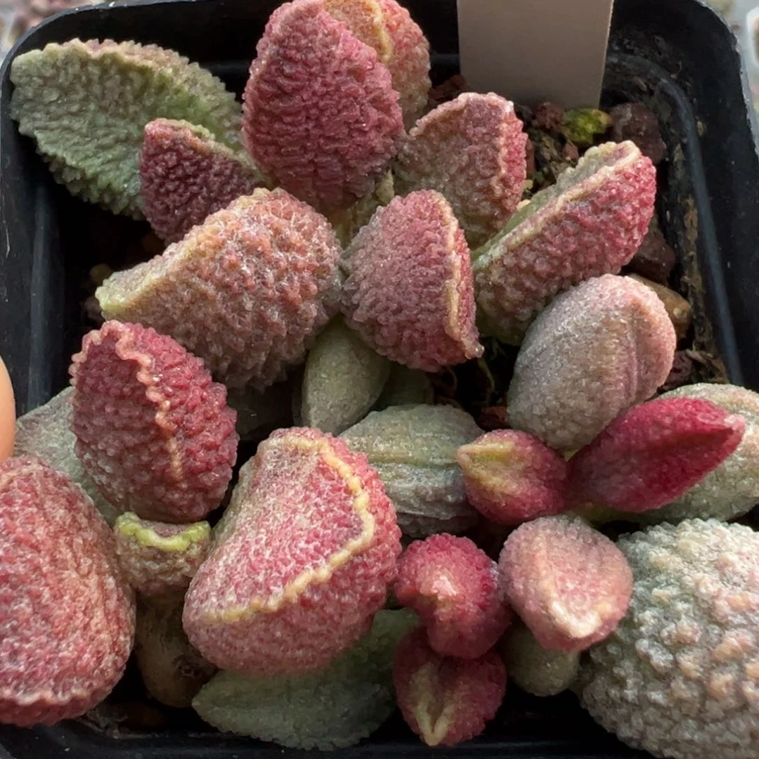 实生新品多肉植物水泡实生新品