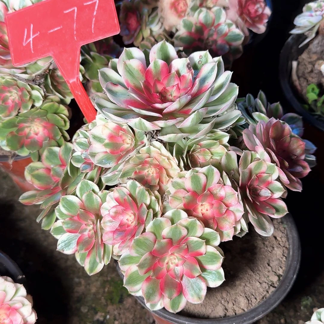 丝***雨4-77荔枝多肉法师铭文