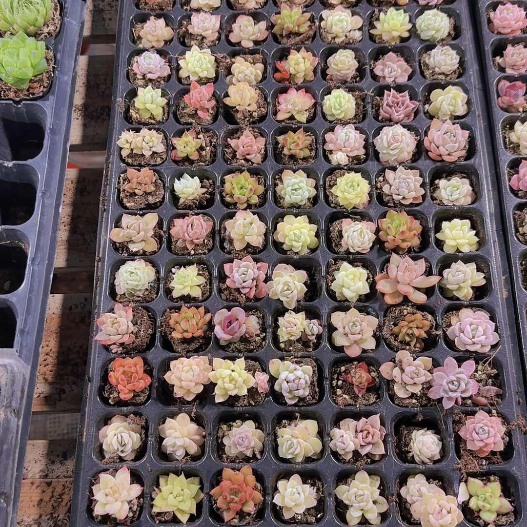 直播一物一拍多肉155