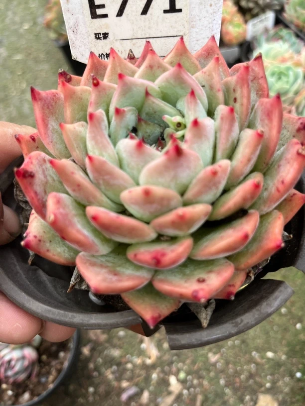 白布林肯771多肉