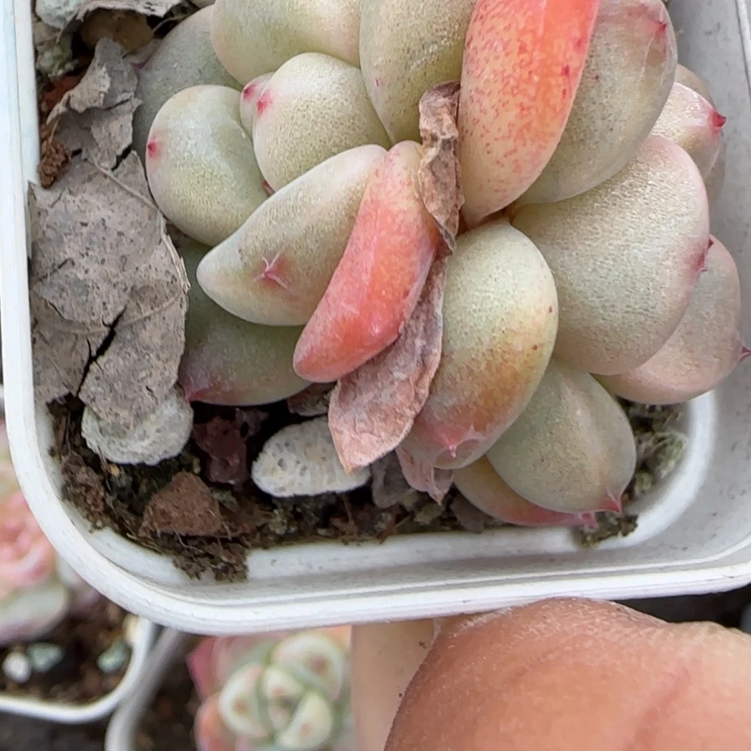 小卡拉米糖心一物一拍