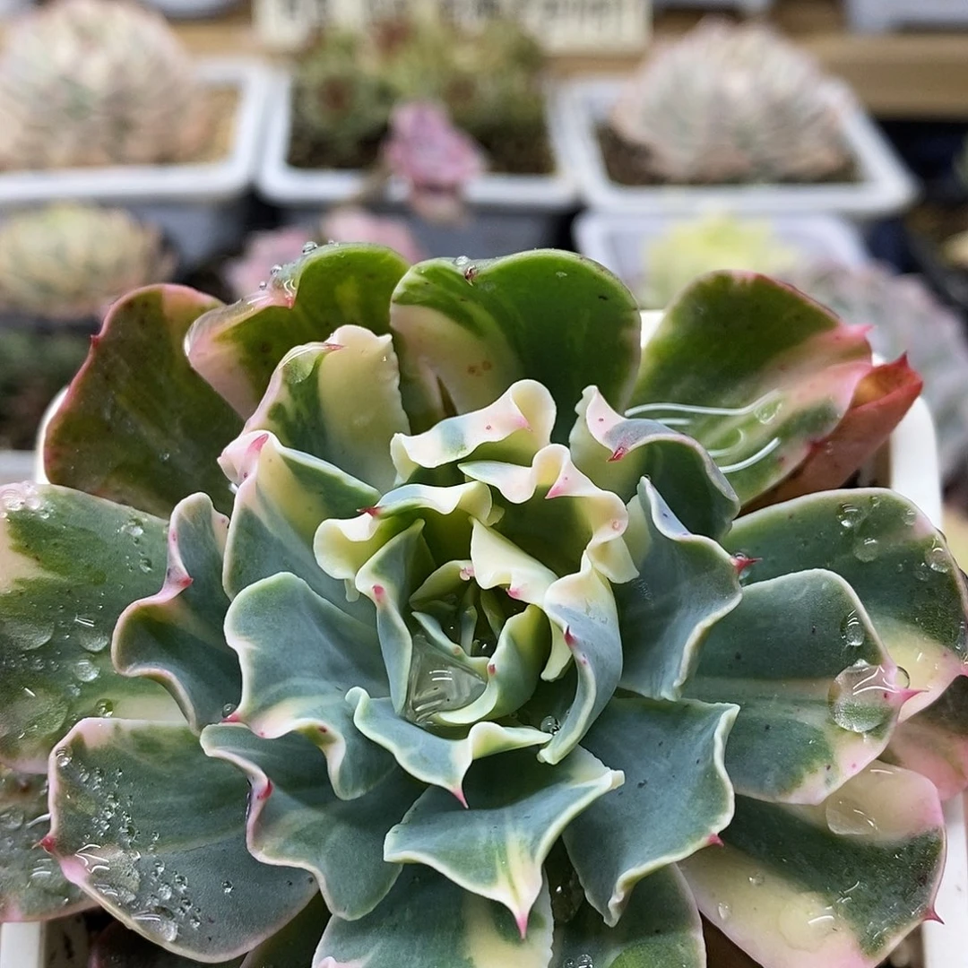 17181 海啸花脸锦