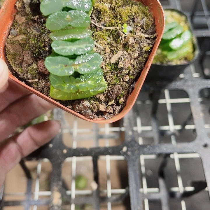 墨葵玉扇新手好养