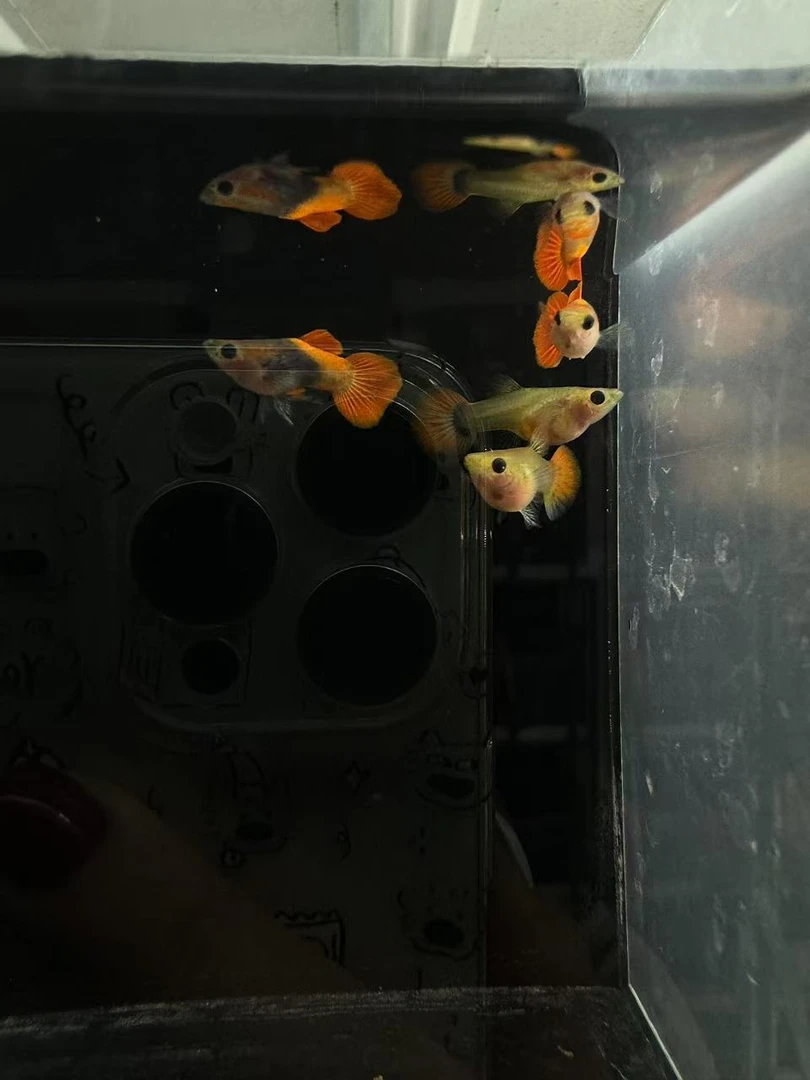 红礼服玻璃猫精品孔雀鱼