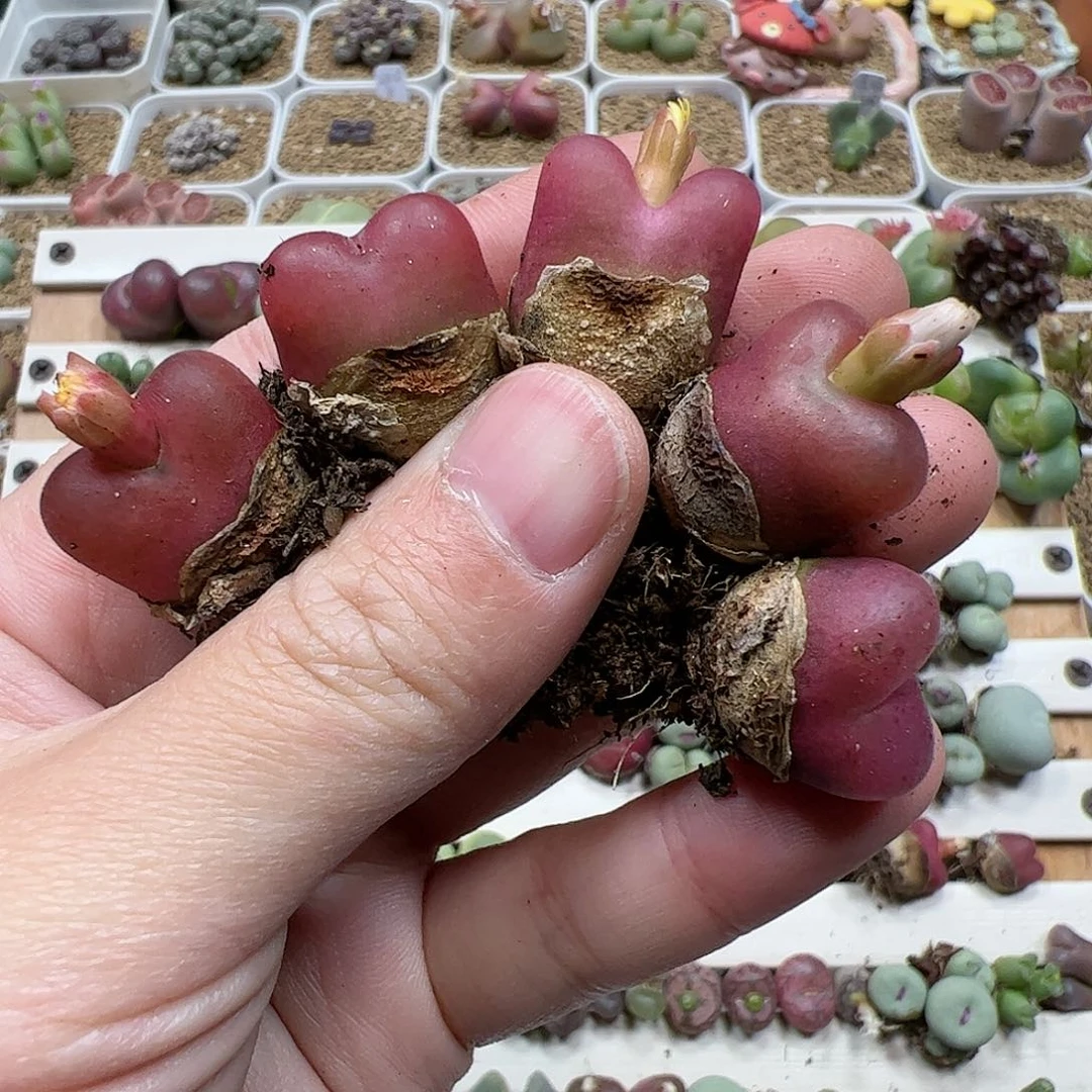 【闪购商品】213 水蜜桃