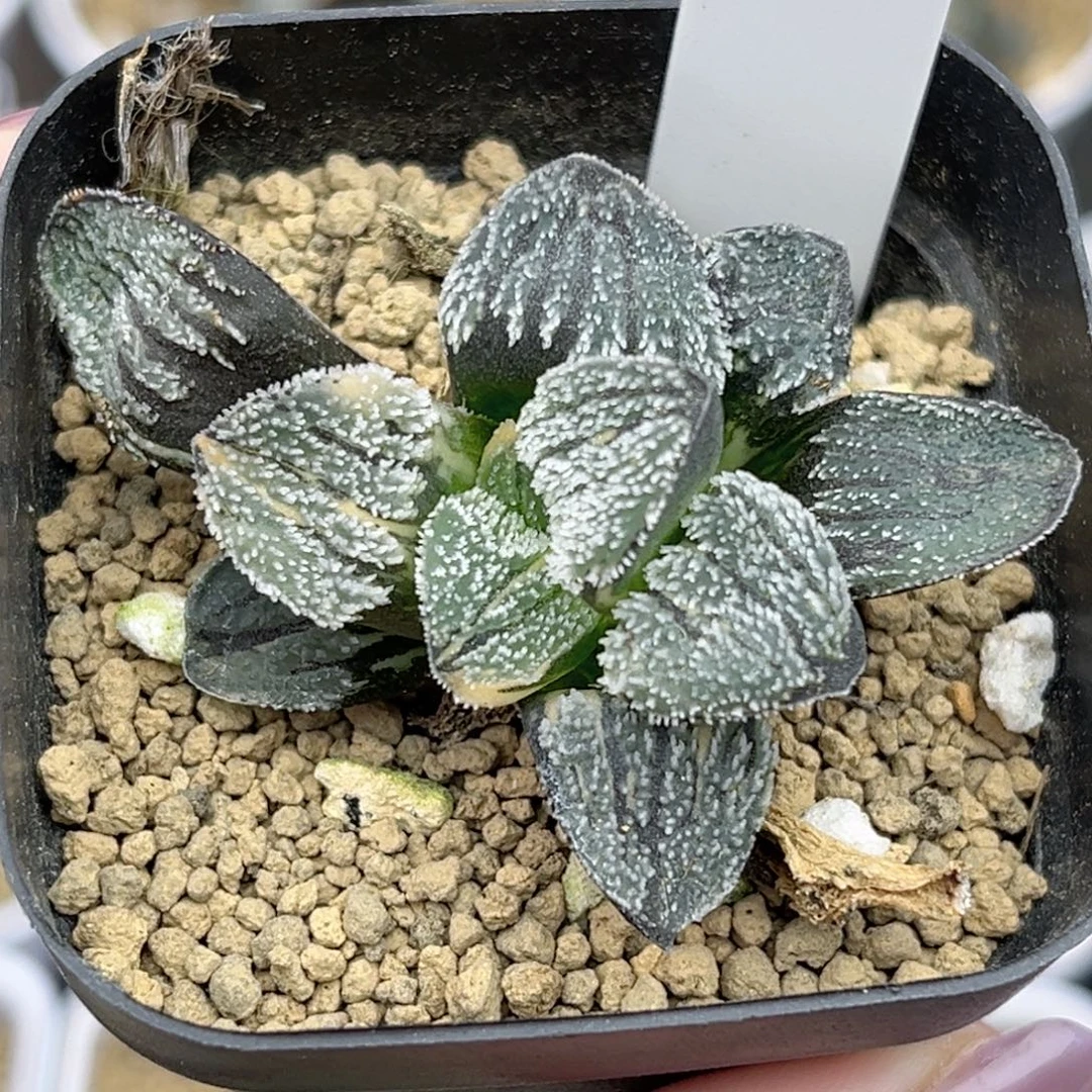 52雪之礼锦福利专场