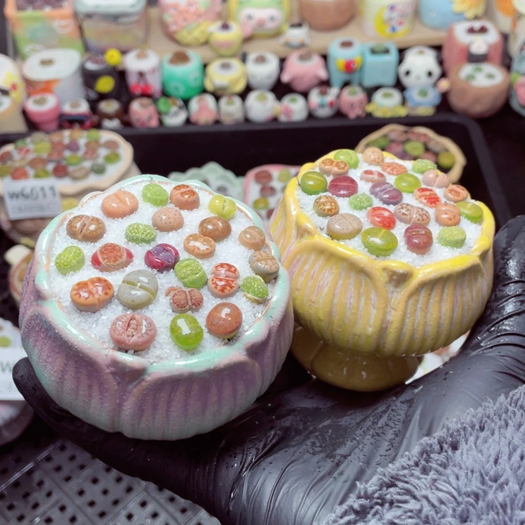 w6619--带盆土发货，零下地区拍保温箱