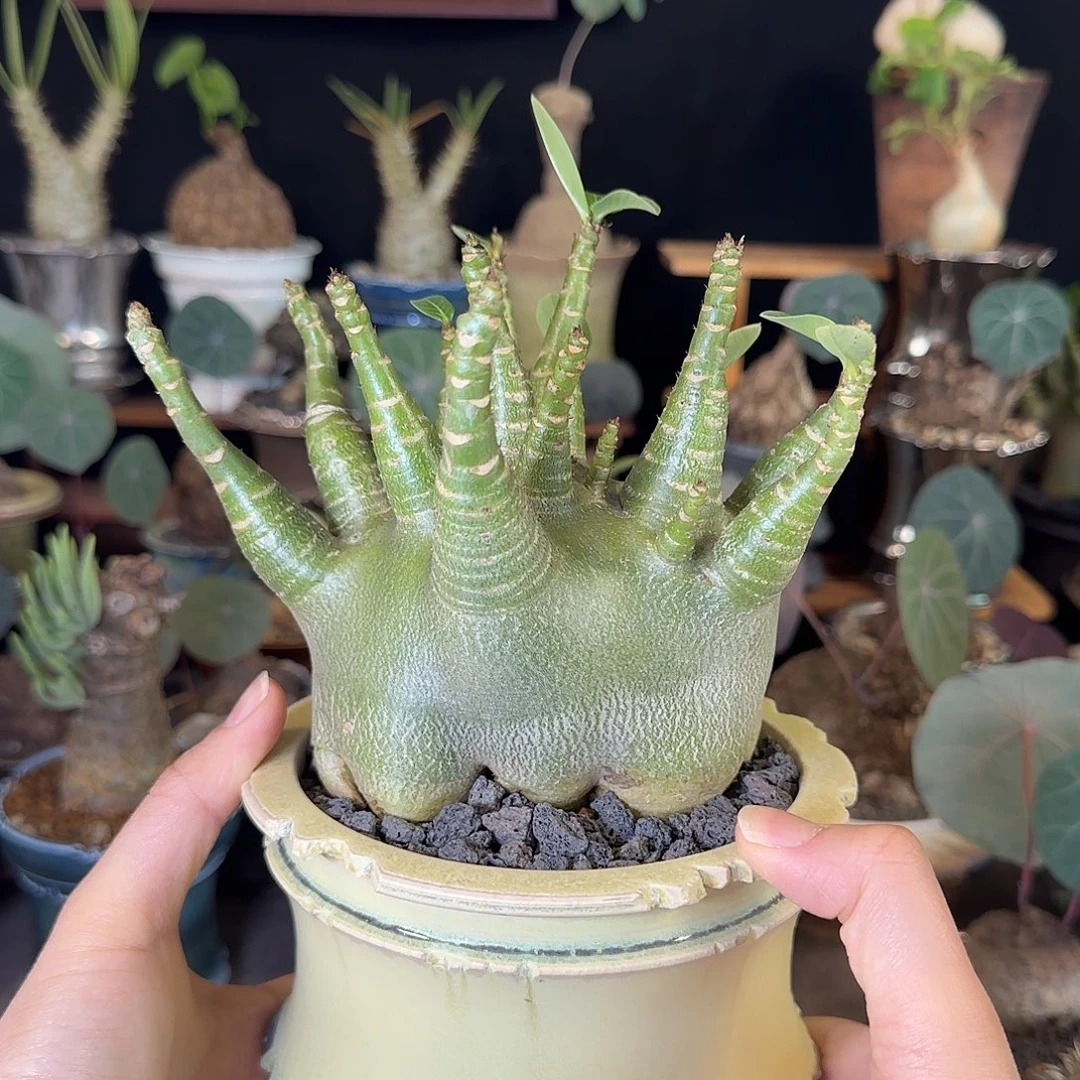 一物一拍哥斯拉b型沙漠玫瑰10