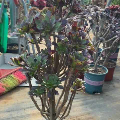 黑法有断枝多肉035