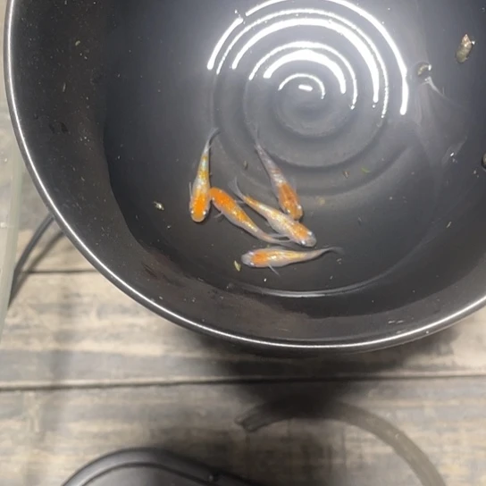 青鳉鱼月神观背青鳉