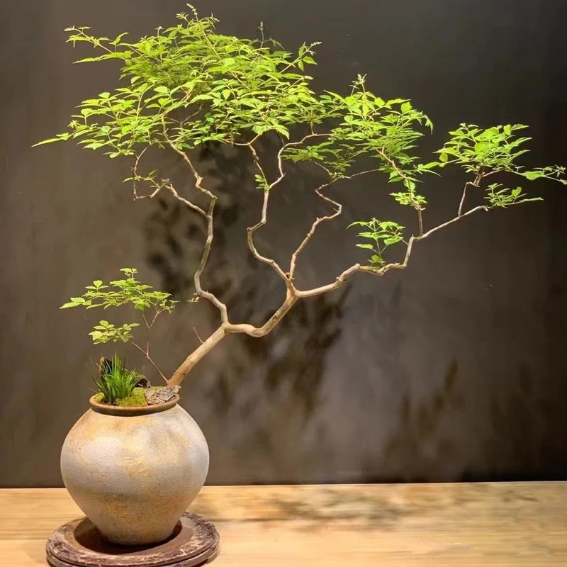 泗水砭石疗养院养生黄荆