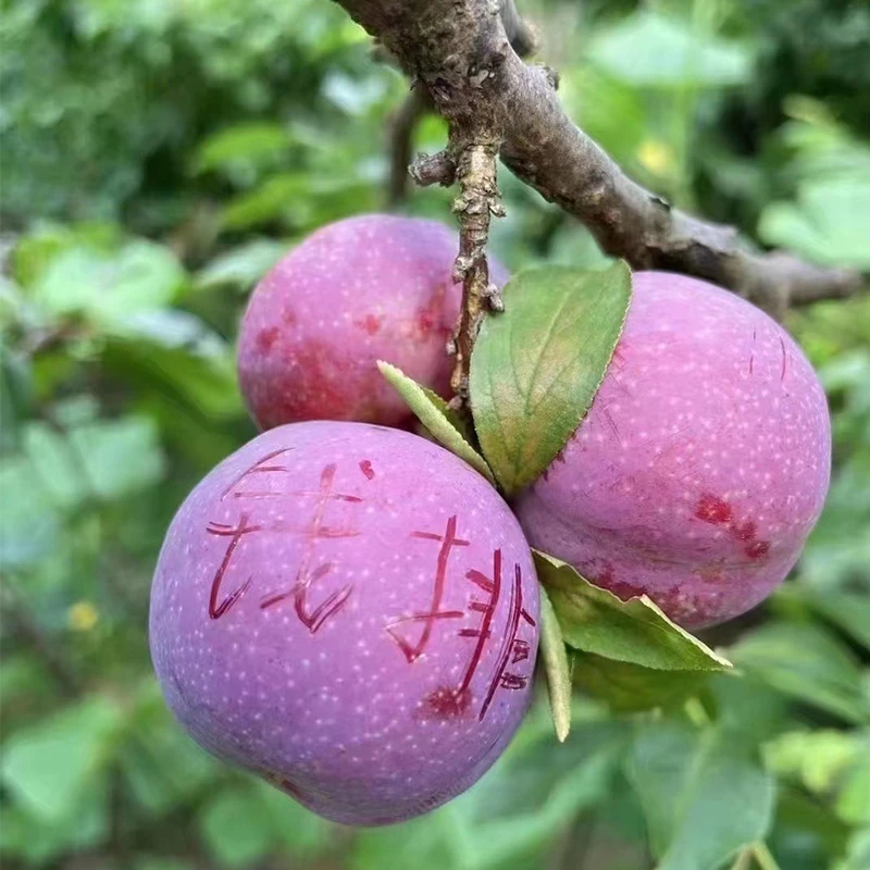 正宗三华李新鲜李子孕妇水果现摘钱排红心李信宜2/3/5斤