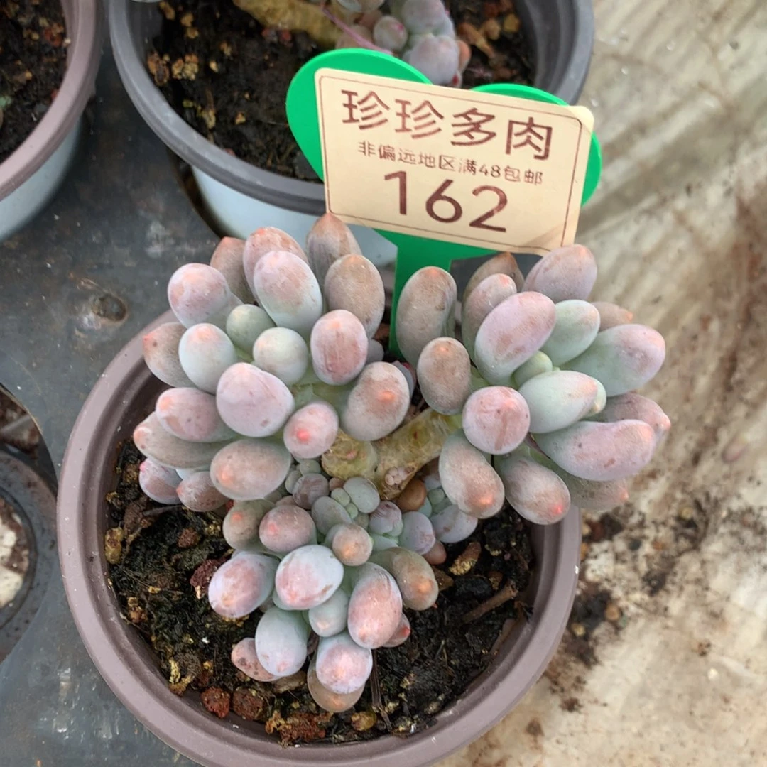 桃花奶无砍老桩162