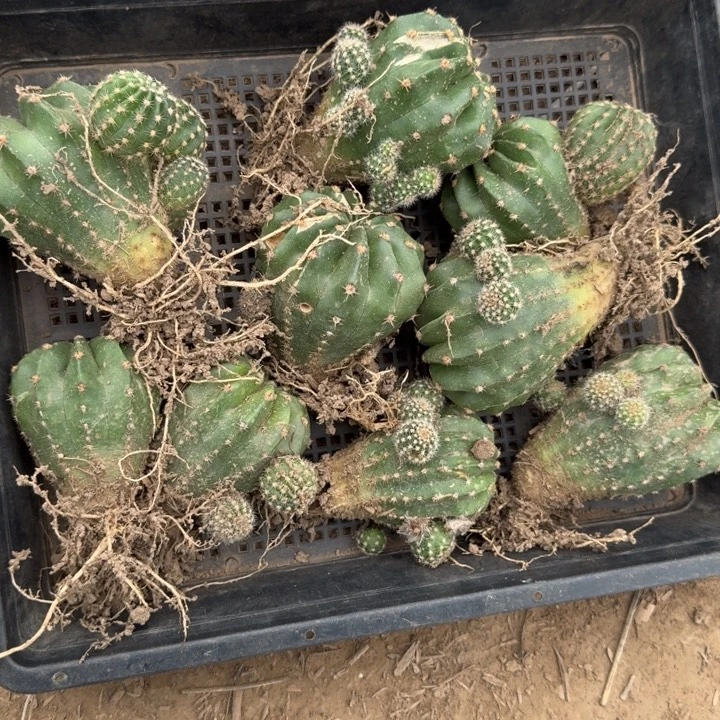 279彩草芙蓉伤根歪掉侧牙无售后斑一个
