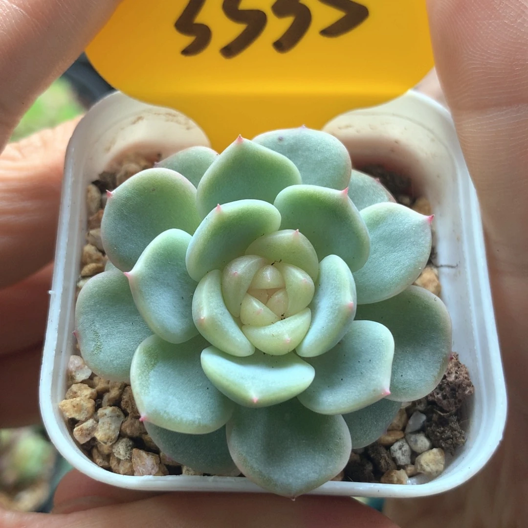 荔枝甜心单头3335