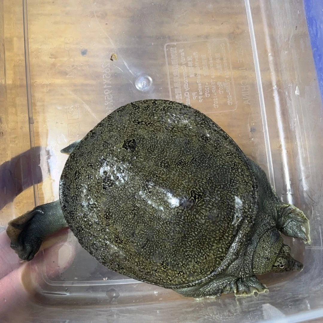 绿毛龟母16号驼背绿毛鳖111