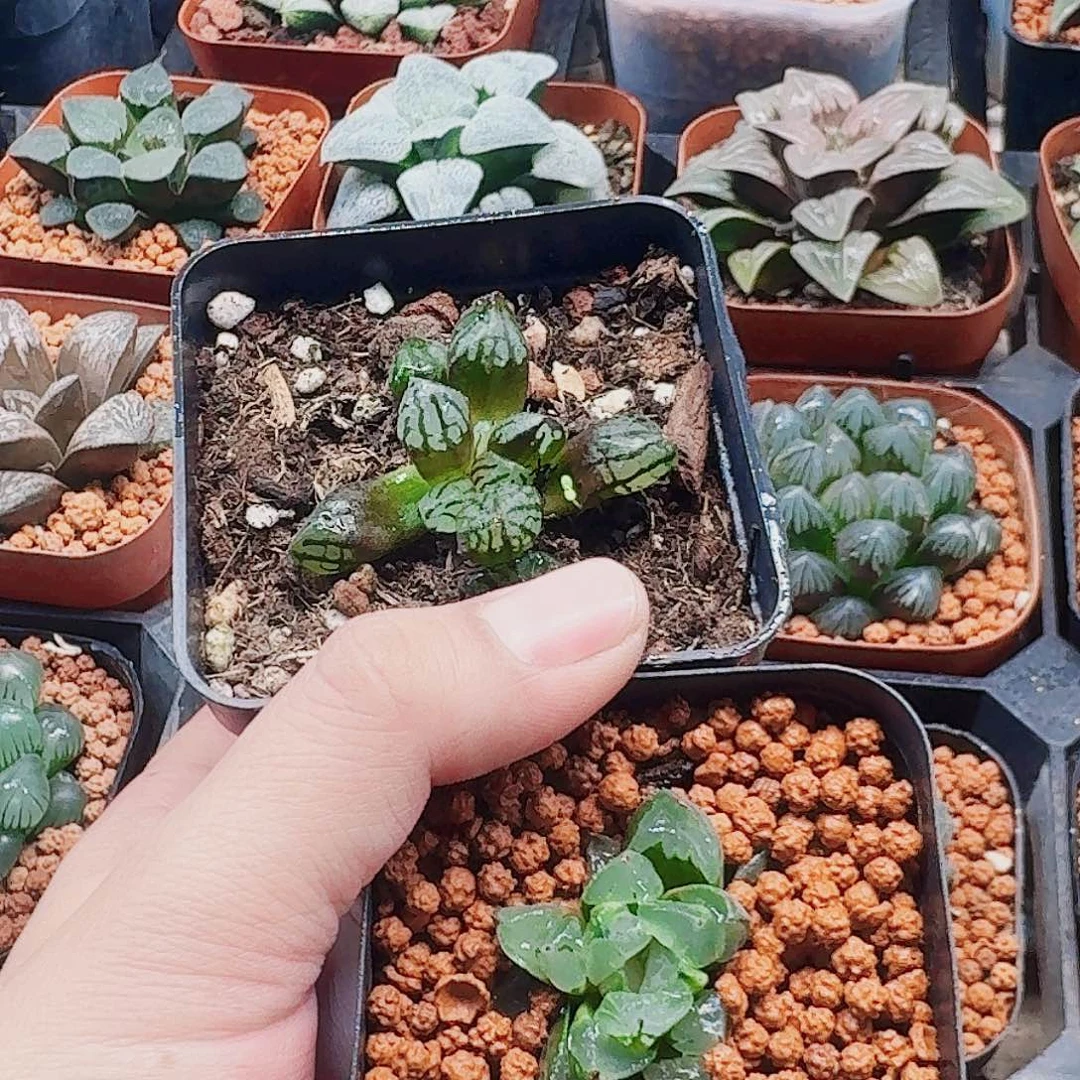 兔***！十二卷 两个福利 圣诞蜡烛➕魔变