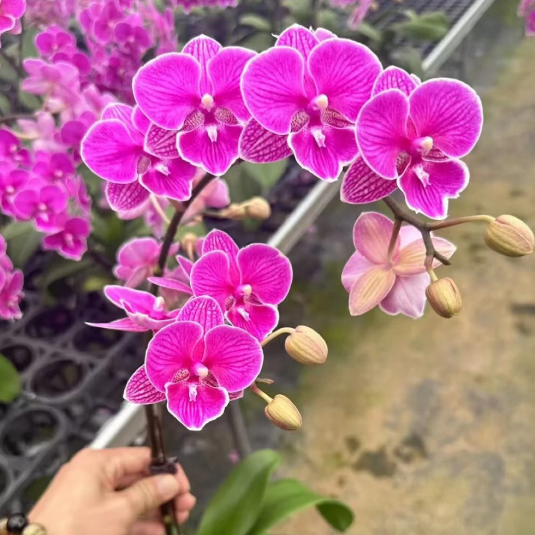 红豆3.0寸带剑蝴蝶兰丰花续花型有叶损