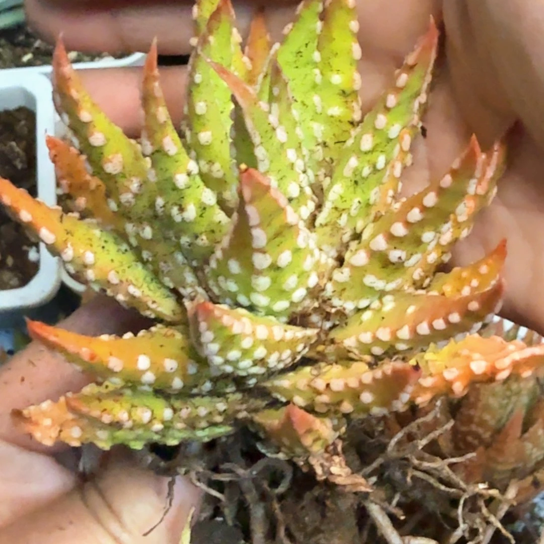 特疣普米拉哈哈哈哈