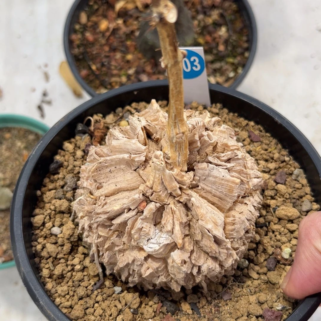 903龟甲罗摩带盆带土发货