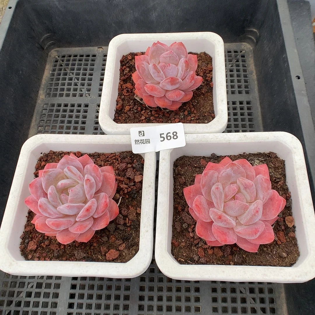 568雪天使3颗多肉植物6666