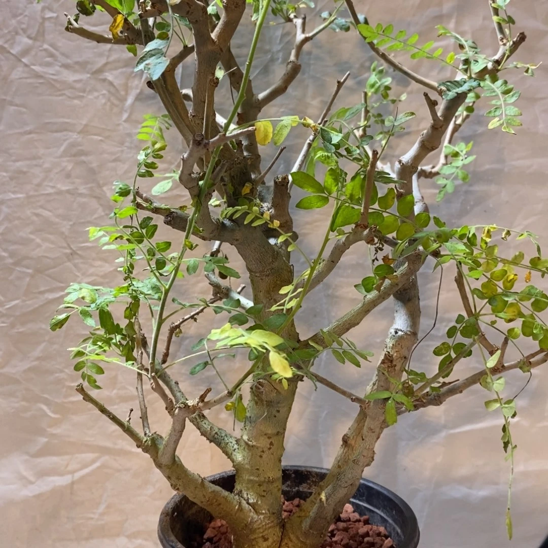 尼勒达乳香实生带盆