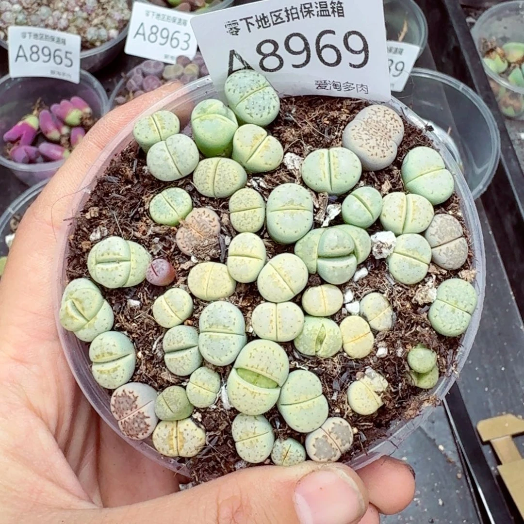 8969––零下地区需拍保温箱