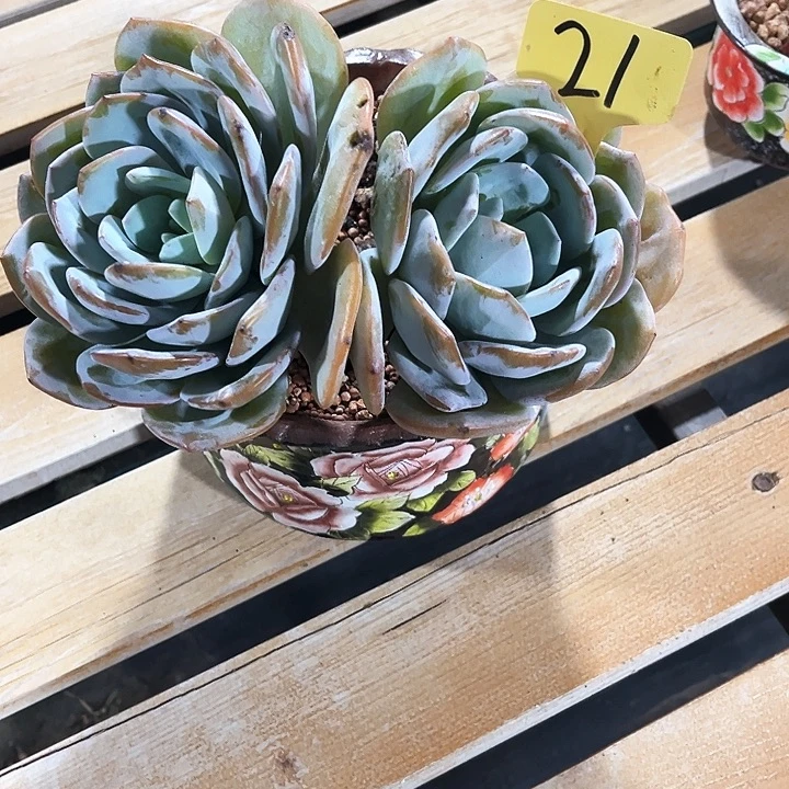 烟***灰奶茶21号码牌子的话题