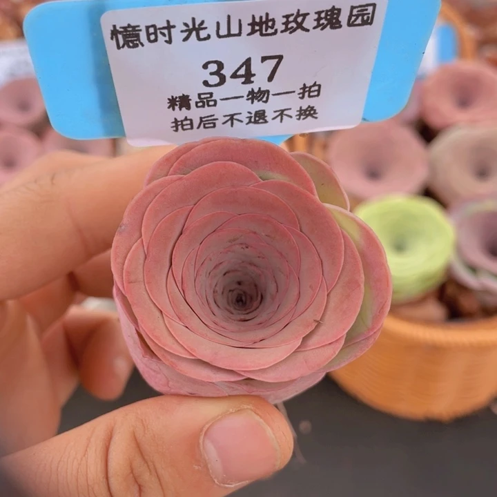 山地玫瑰347裸根发货不售后