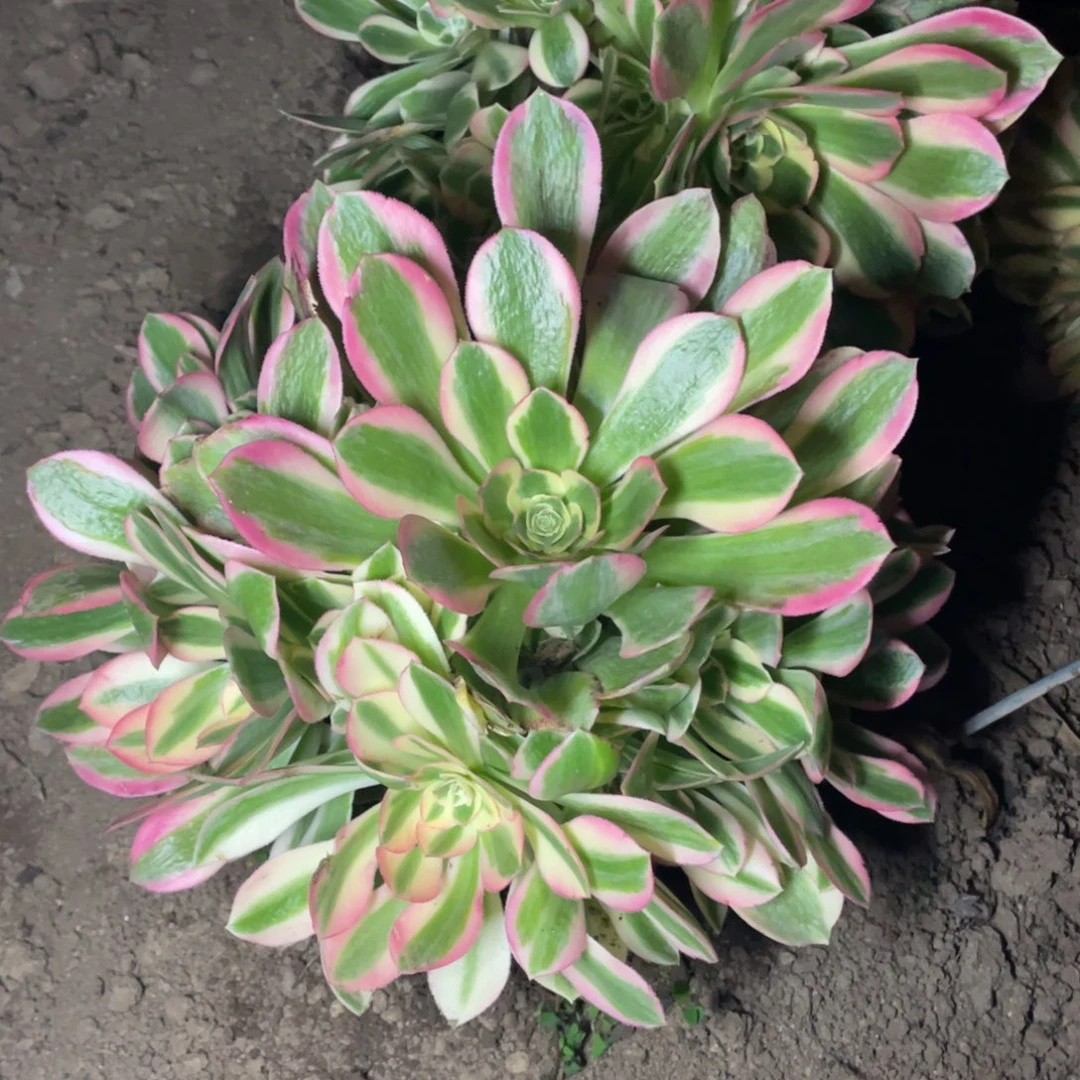 妖月多肉法师断枝不包