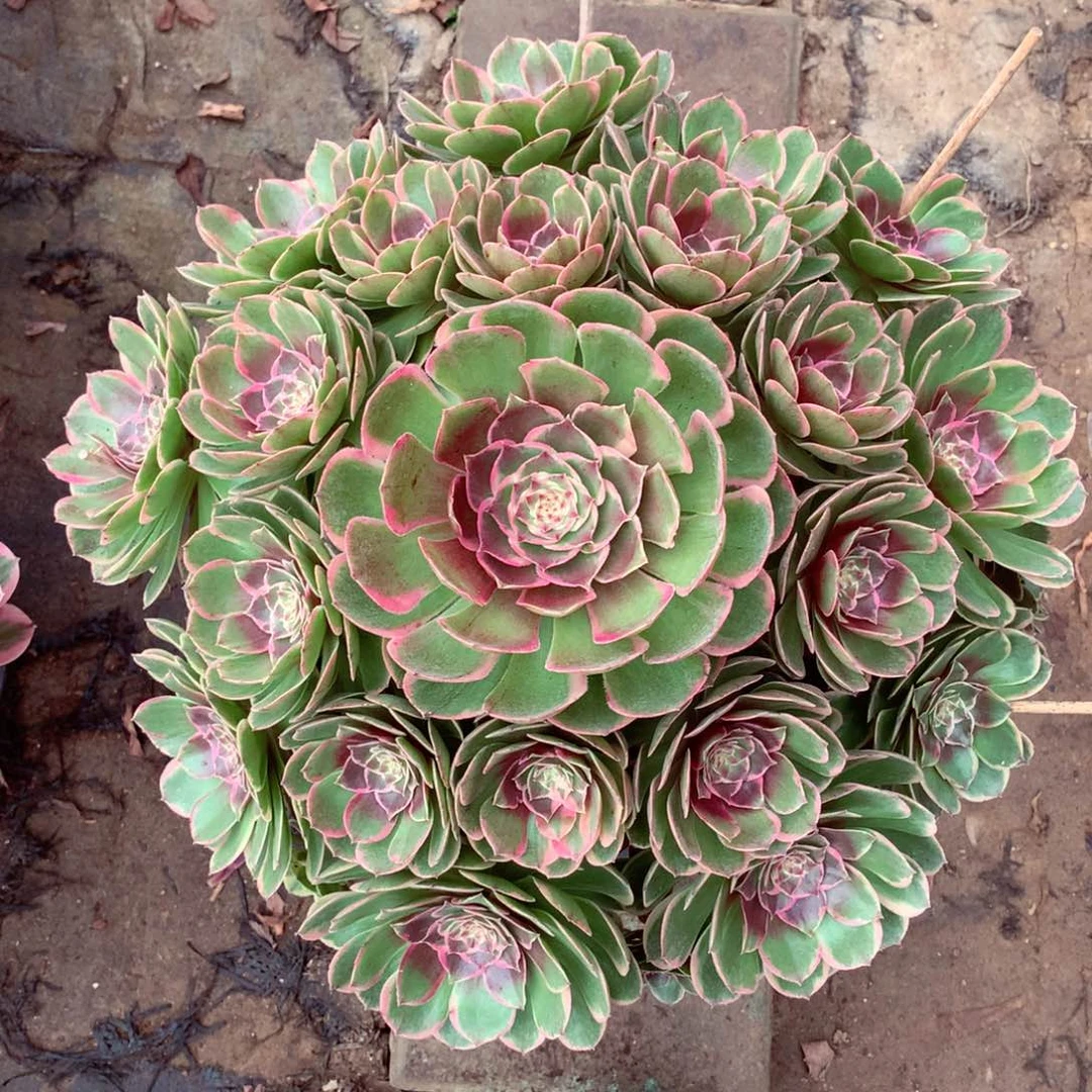 粉花妖，多肉植物的