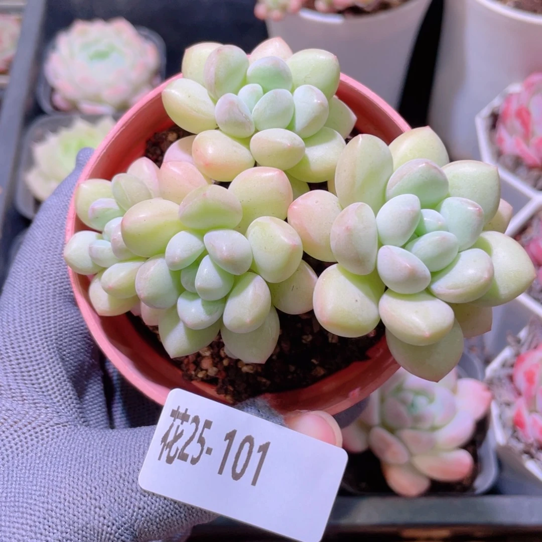 花利美25-101泡泡糖