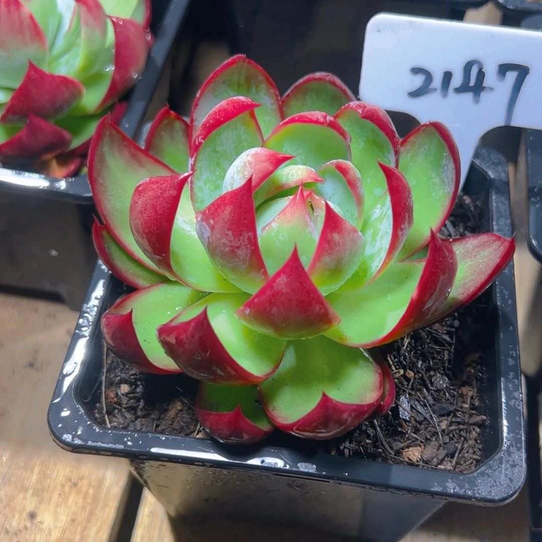 墨*惊鸿仙子一物一拍2147号