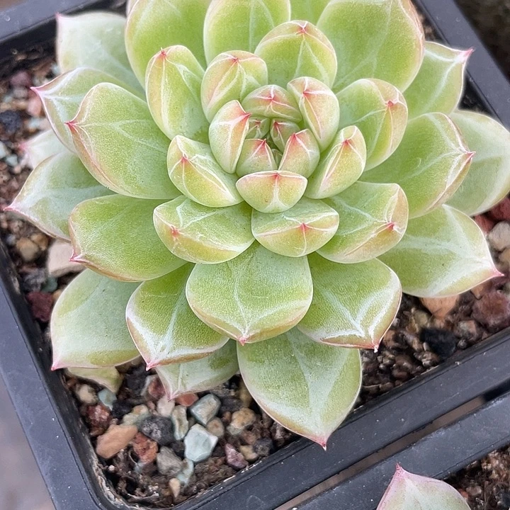 雪花珍妮单颗价格