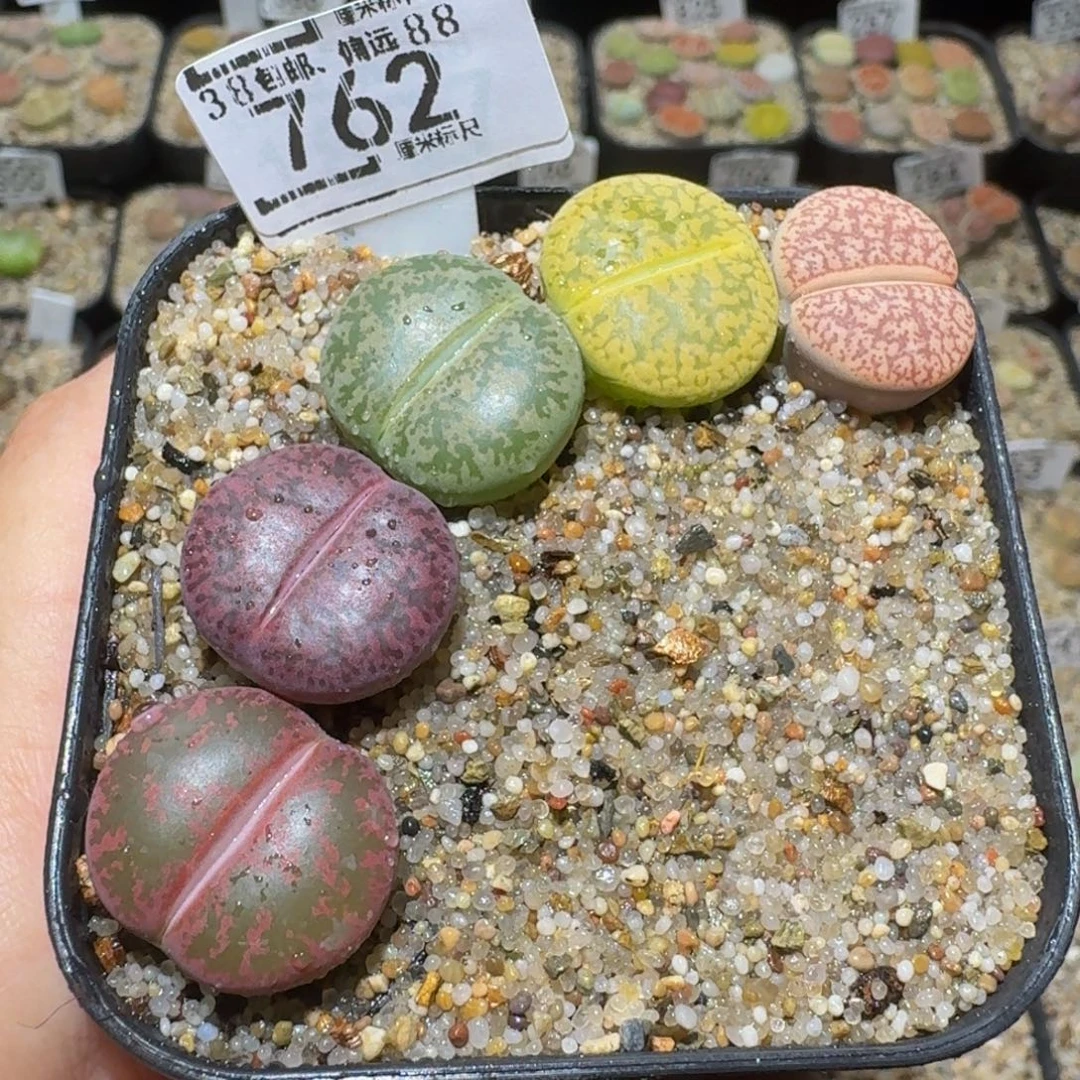 Ssss精品生石花762