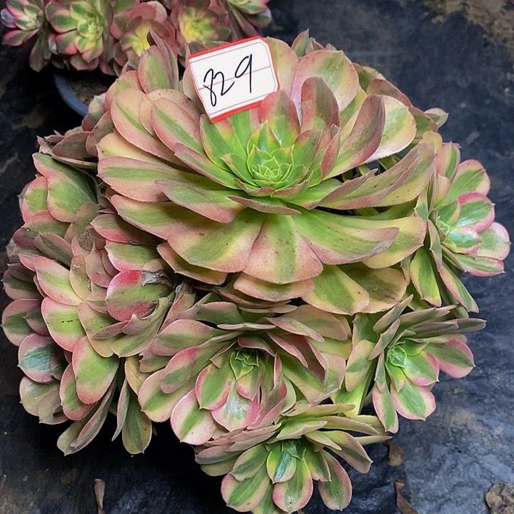 雨荷轮回老桩捧花829号