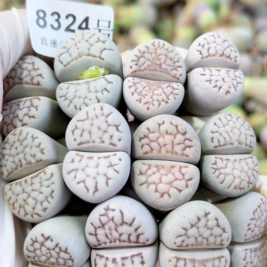 8324 好养易活生石花大母本12个2.5cm左右