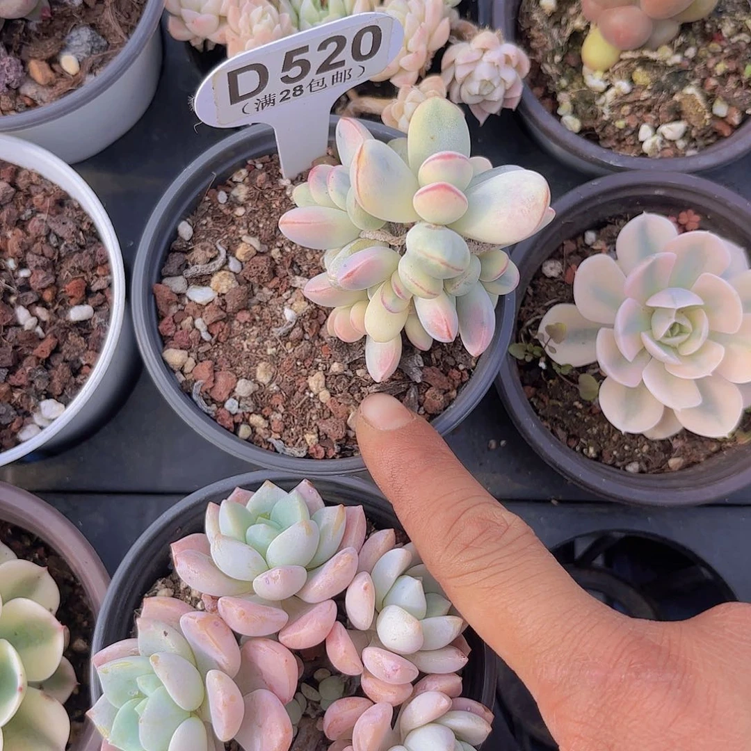 D520乒乓锦一物一拍