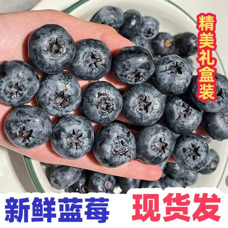 【头茬特大果】花香蓝莓20-16mm 现摘现发 100g/盒 12盒 顺丰发货