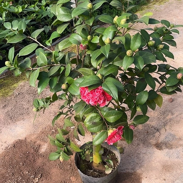 完全开放志愿者茶花