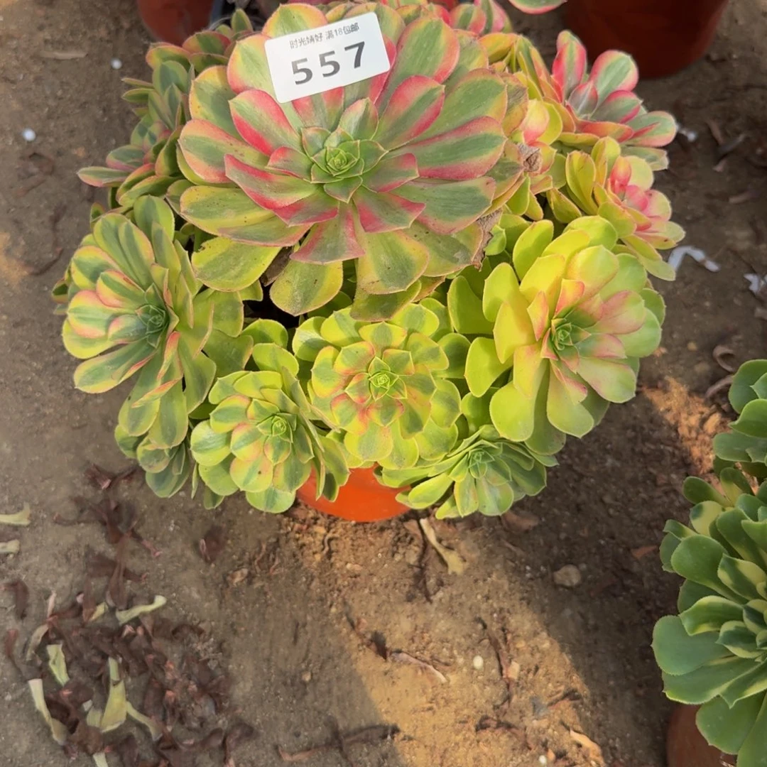 557雨荷。多肉植物
