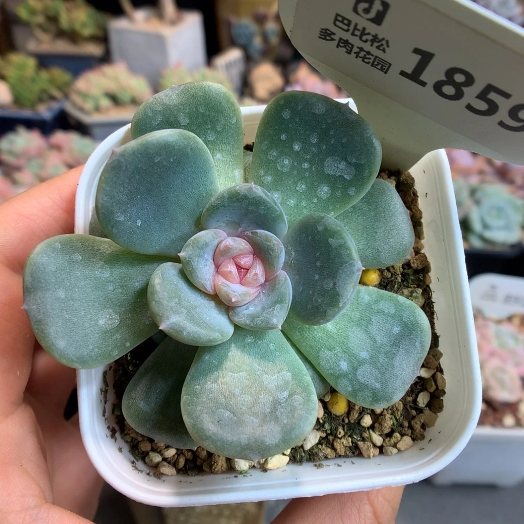 1859甜心多肉植物一物一拍