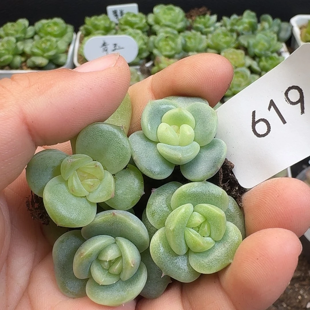 一物一拍一物一拍917-619