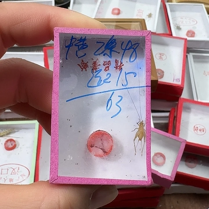 西***狼蟋蟀22222222222222