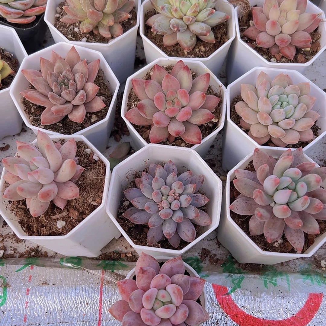 美人系组合10颗F4白盆