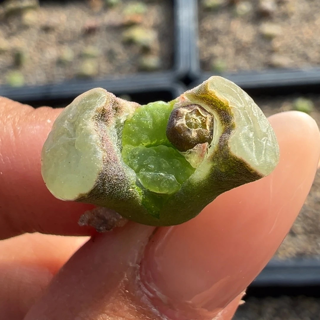 雪花磁铁多肉多肉