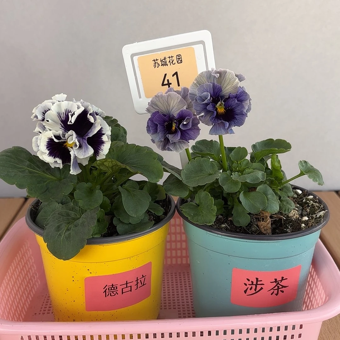 大部分开放少量花苞41