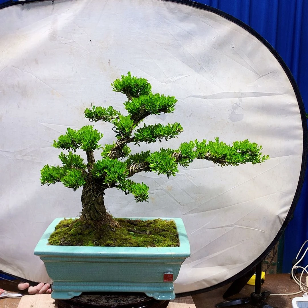 无花朵黄杨盆景一物一拍