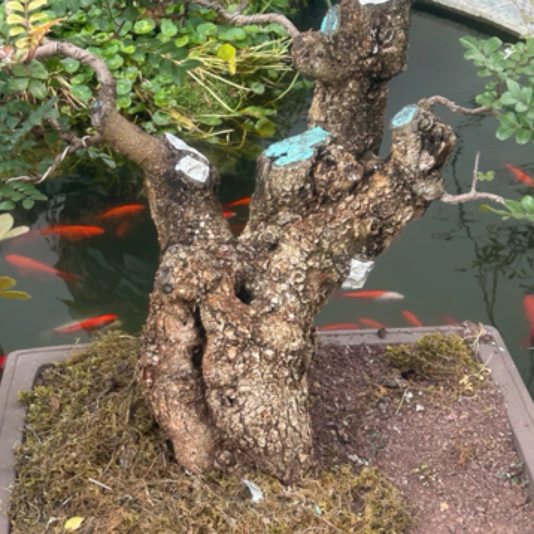 黄荆桩舍利碳化镂空一张皮观赏盆景