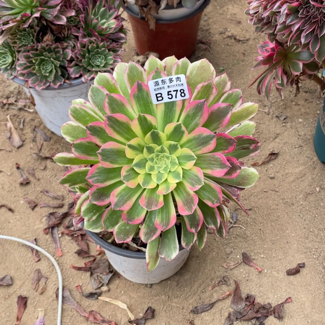 576朝霞多肉法师断枝不包